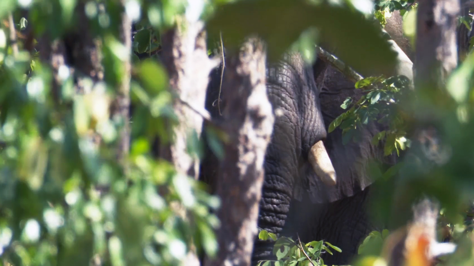 Uno de los cinco grandes