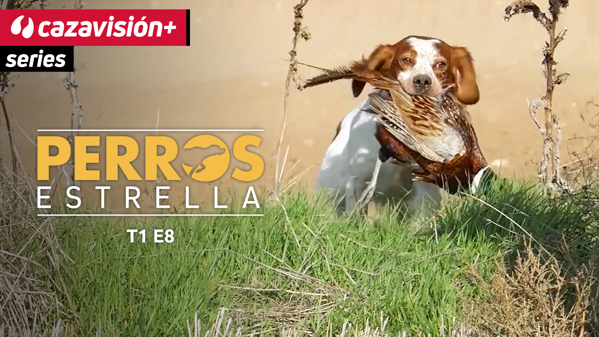 Goku, rumbo fijo al Olimpo de los bretones