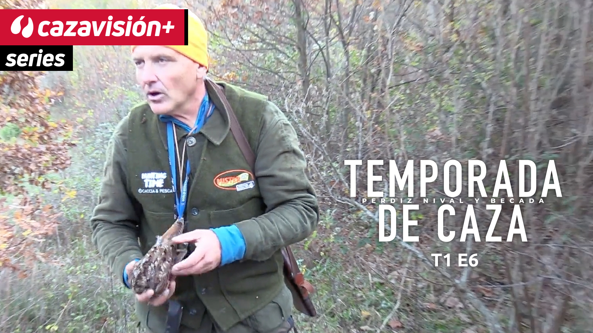 Cazando becadas con setter inglés