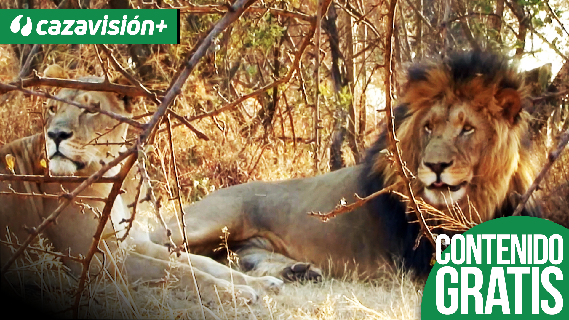 Tras los felinos africanos