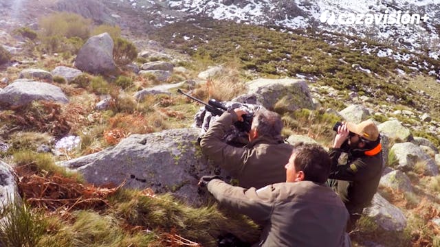 Tras el macho de Gredos en primavera