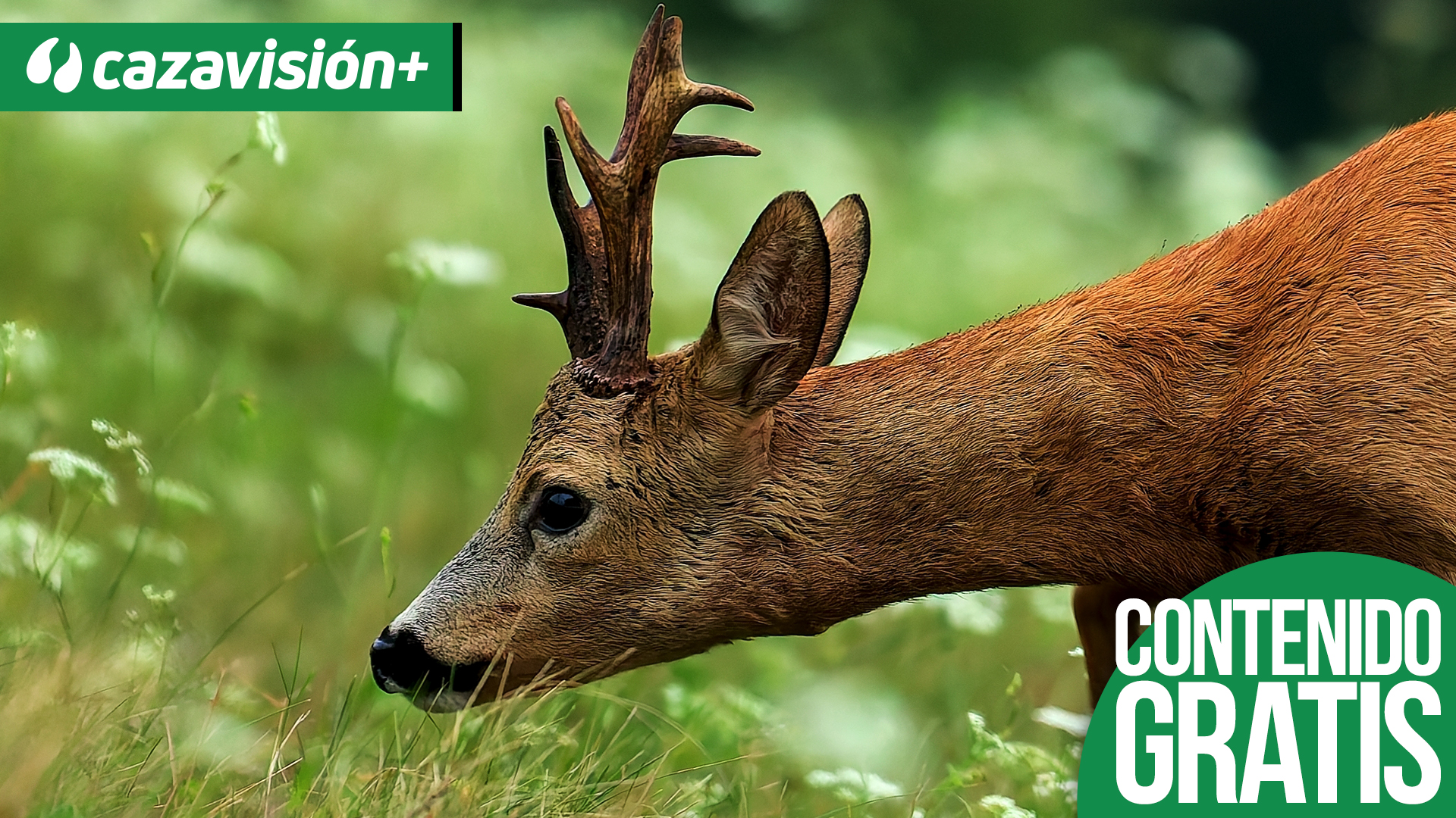 Recechos de corzos y esperas a jabalíes en Rumania