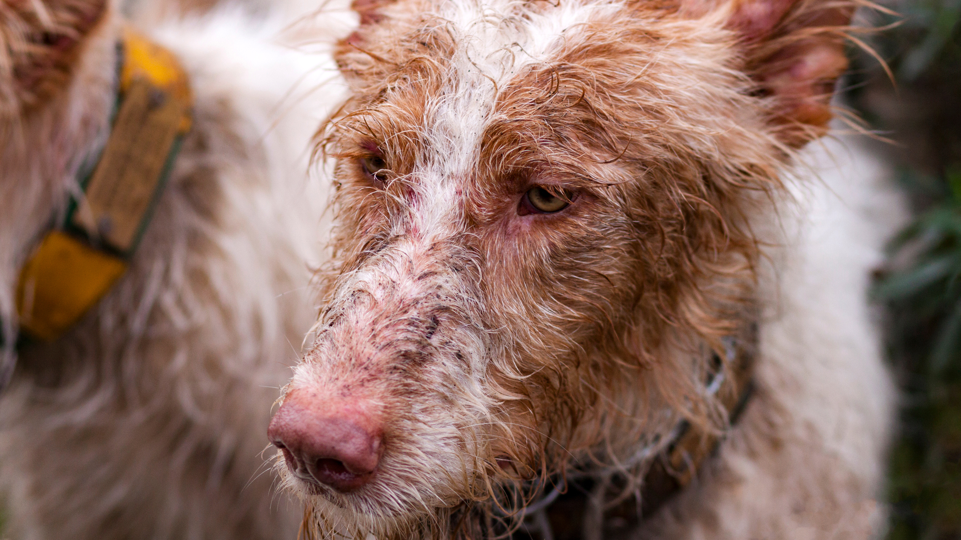 Montería en Santo Tomé