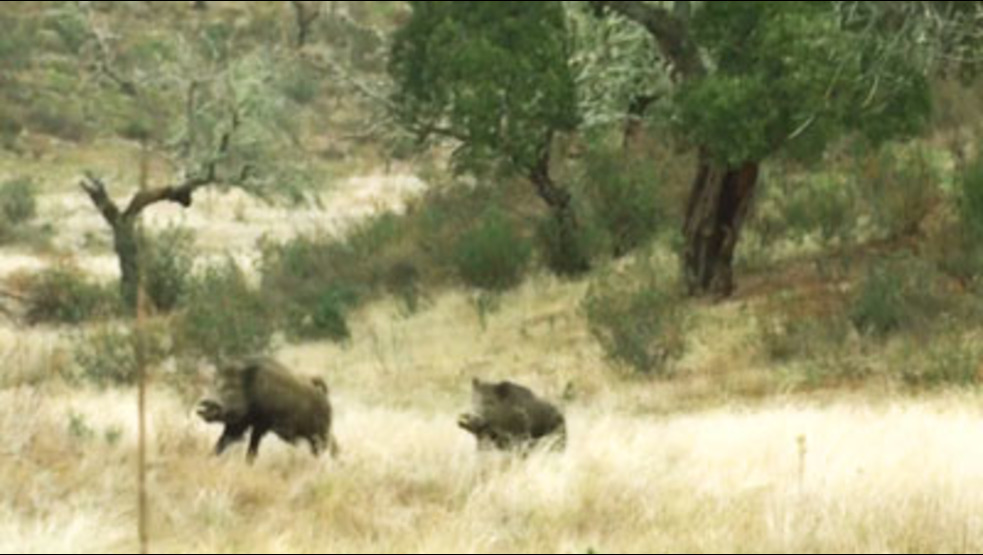 Montería en La Ribera 2017-2018