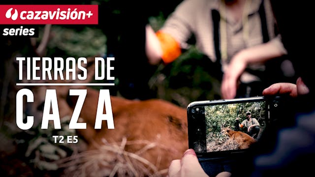 Corzo en el Pirineo Francés