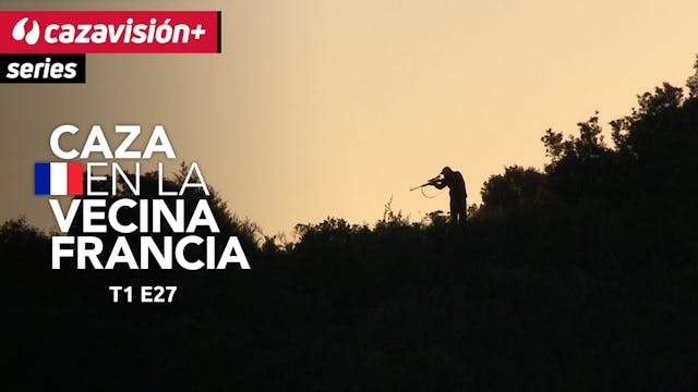 Batidas y recechos de jabalíes en Cór...