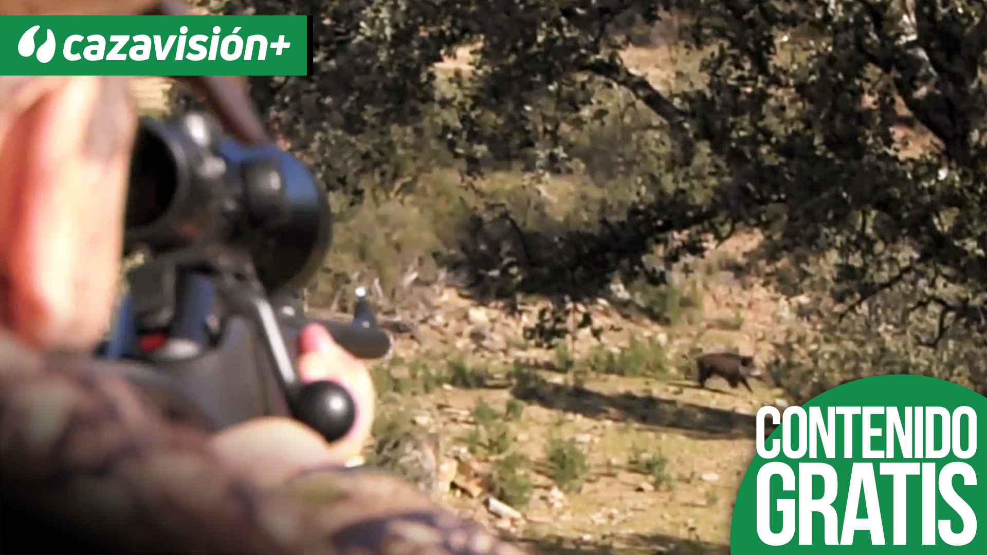 Monteando jabalíes en La Calzada