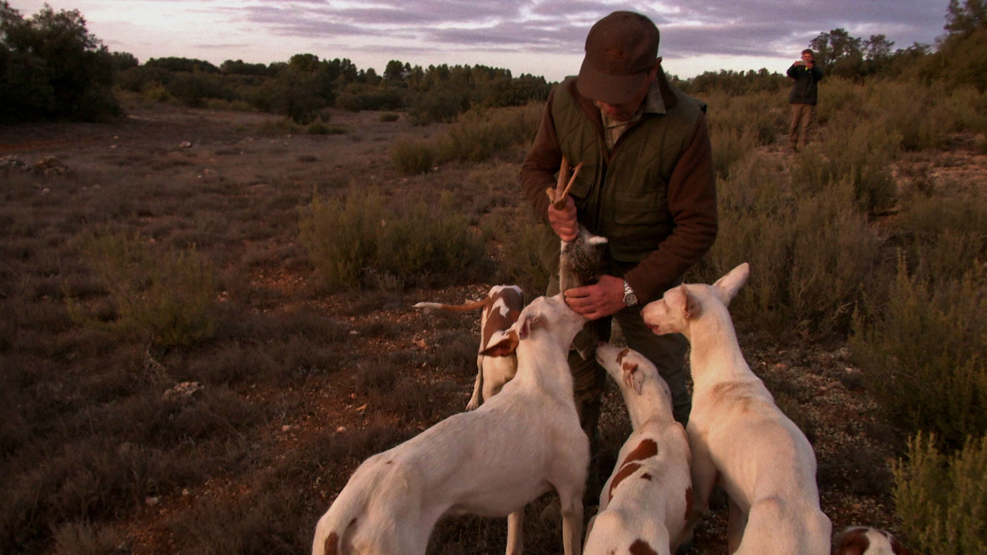 Podencos de Ca Parentona. Caza y espectáculo