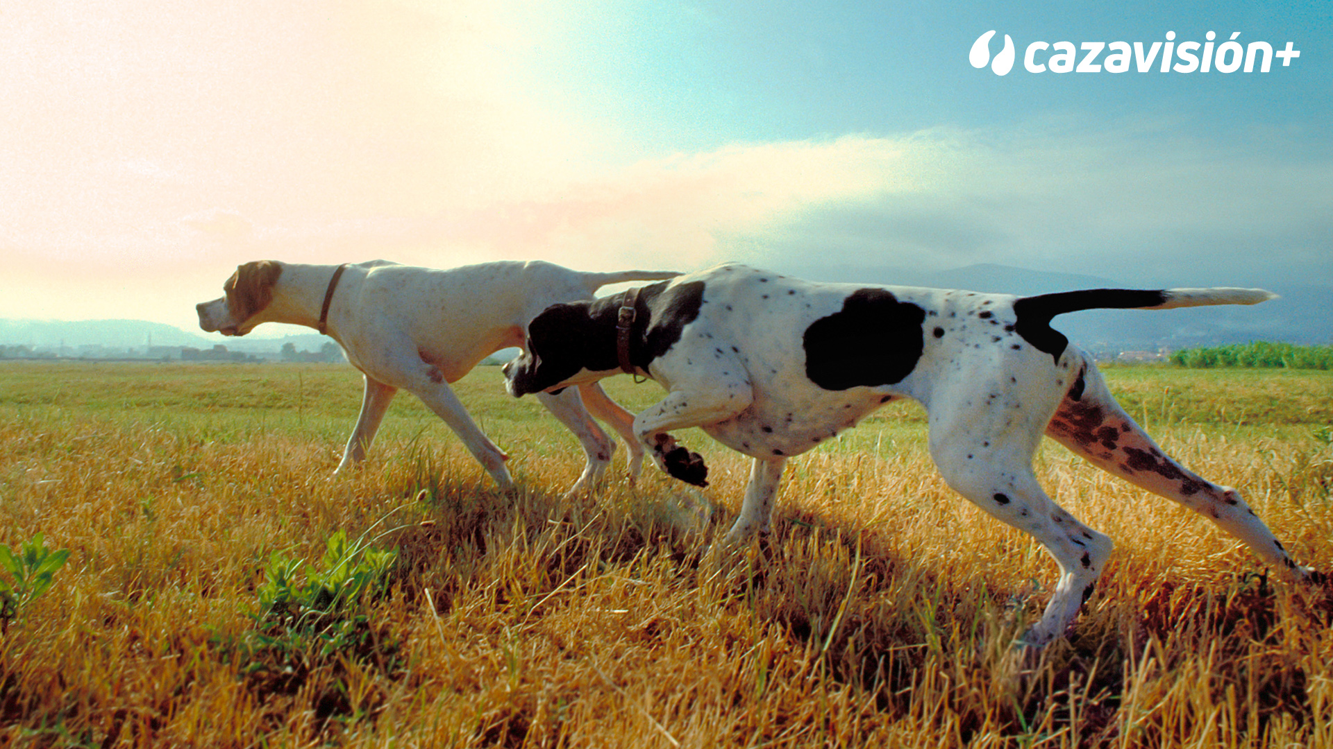 Curso de adiestramiento. Cap 5: El manejo de la muestra y el patrón