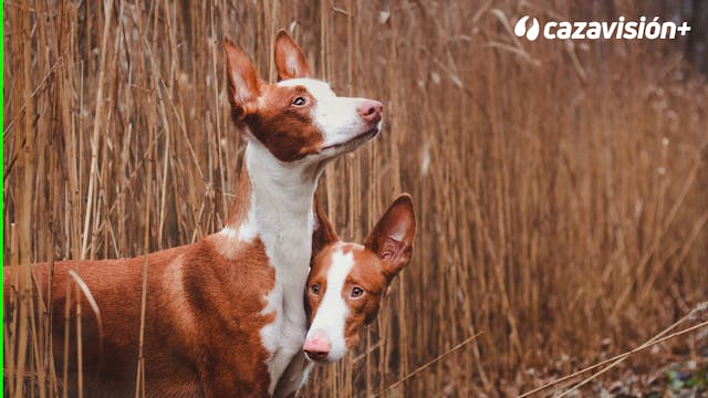 Razas Ibéricas: El podenco ibicenco