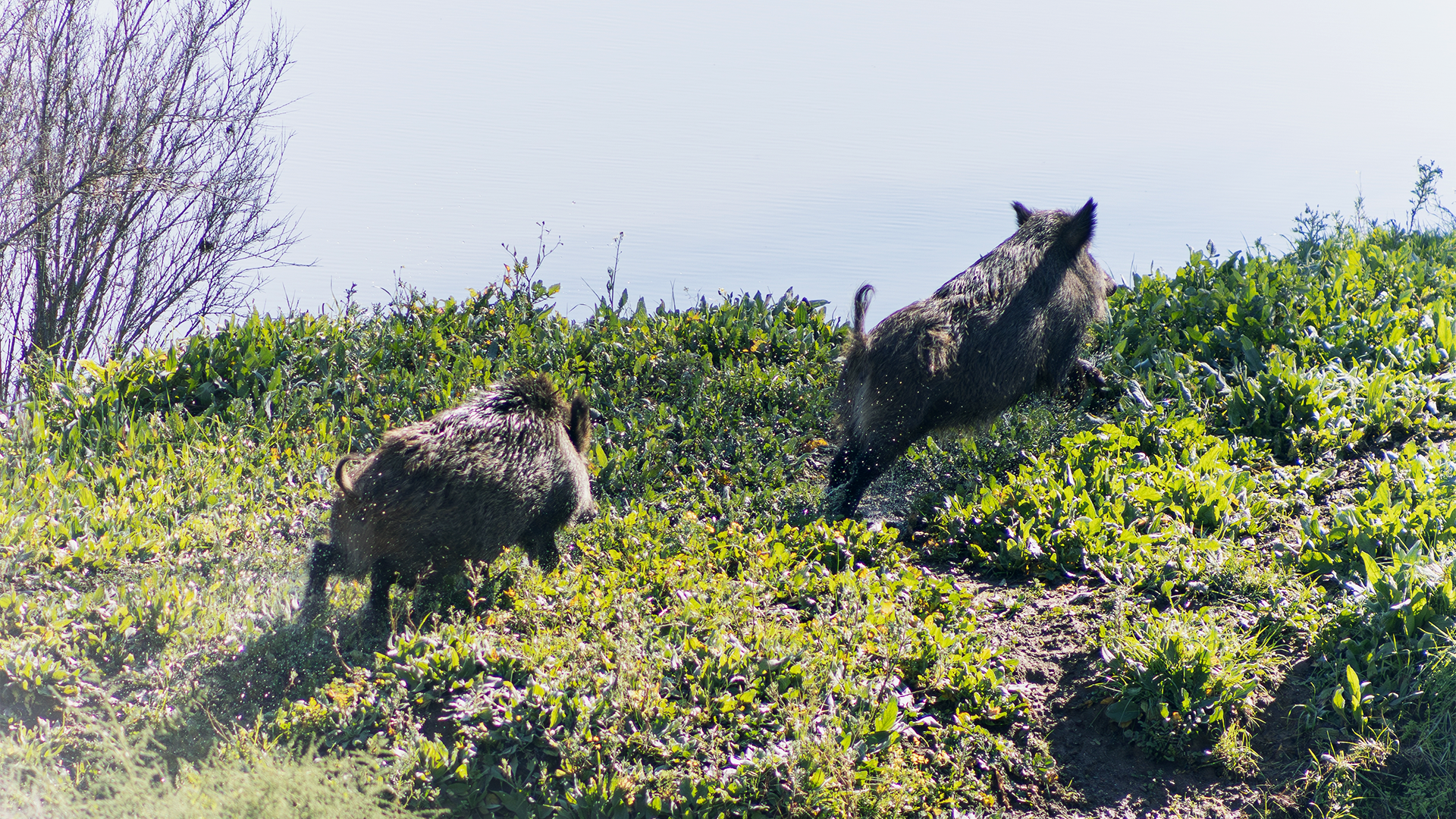 Lances monteros en Odemira de Portugal