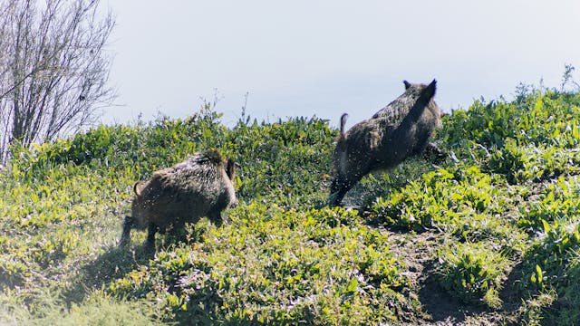 Lances monteros en Odemira de Portugal