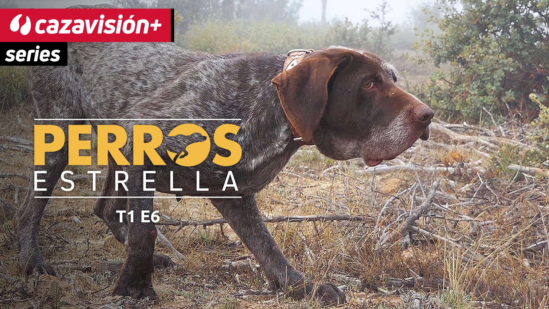 Kira, excelencia de la raza perdiguero de Burgos