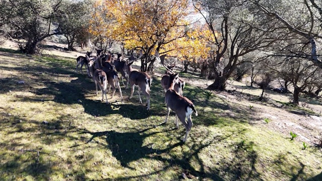 Montería en el Arco