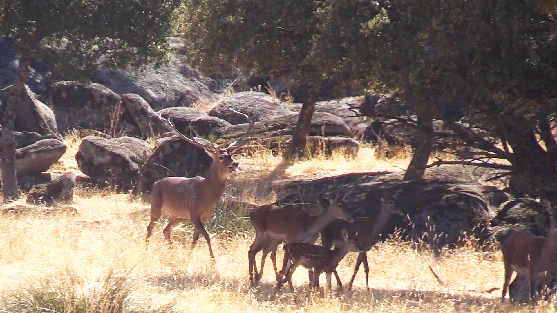 La berrea en el Geoparque de las Villuercas