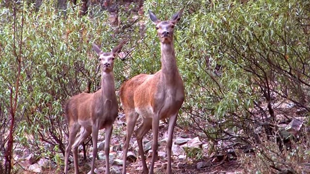 De montería en Cerro Lobo