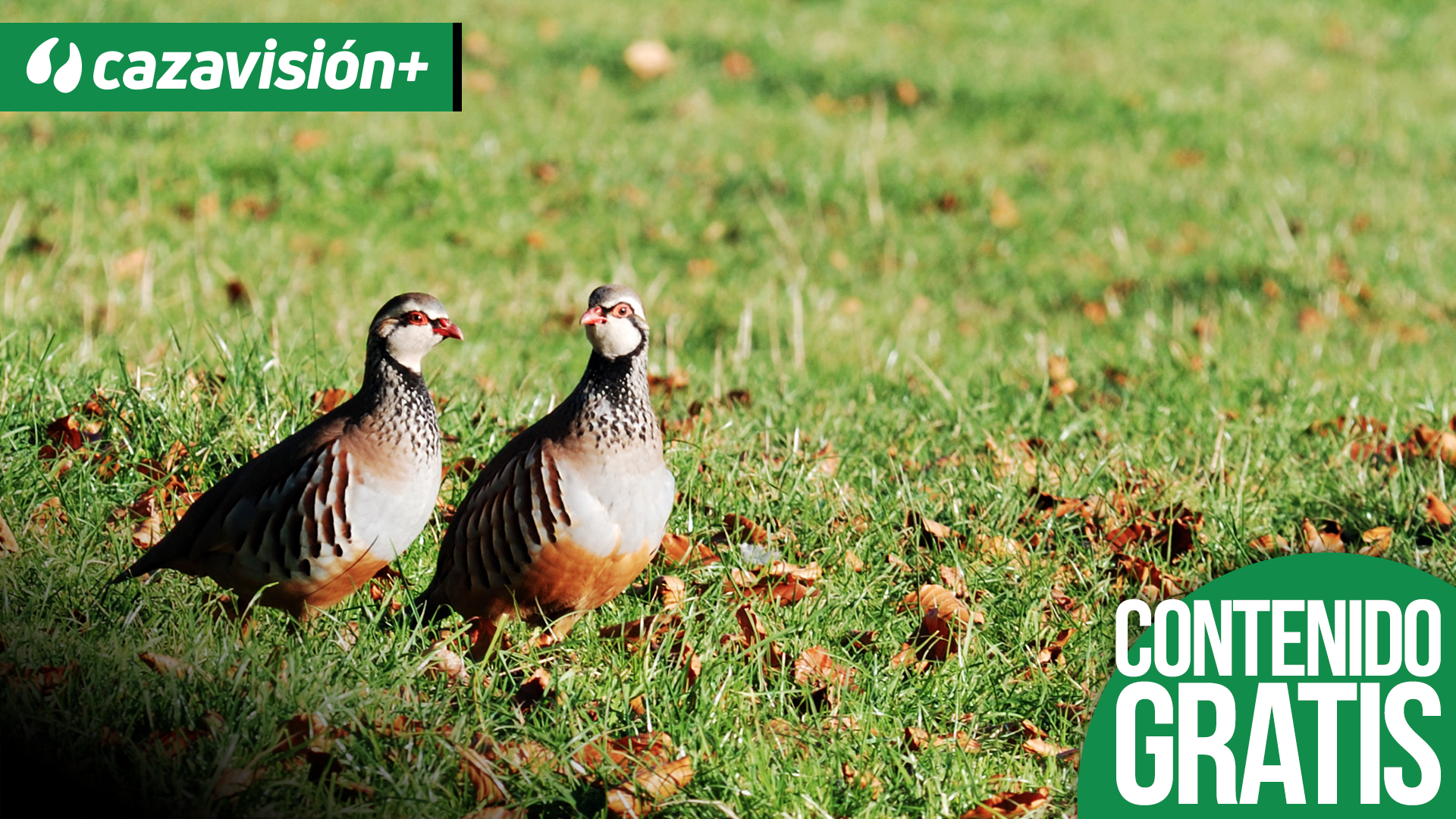 Perdices en mano, persecuciones interminables