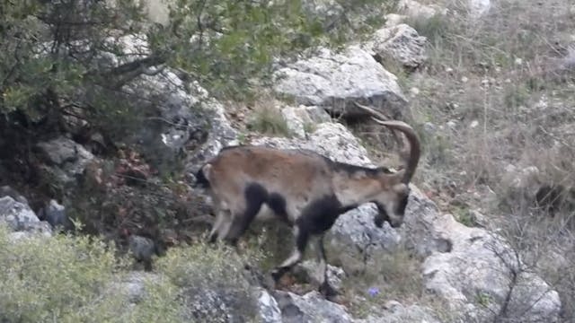 Caza del macho montés en Beceite y Ro...