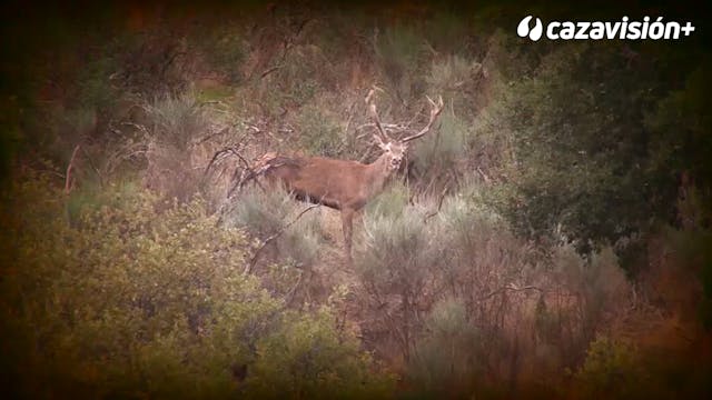 Venados y jabalíes en La Peña y El Es...