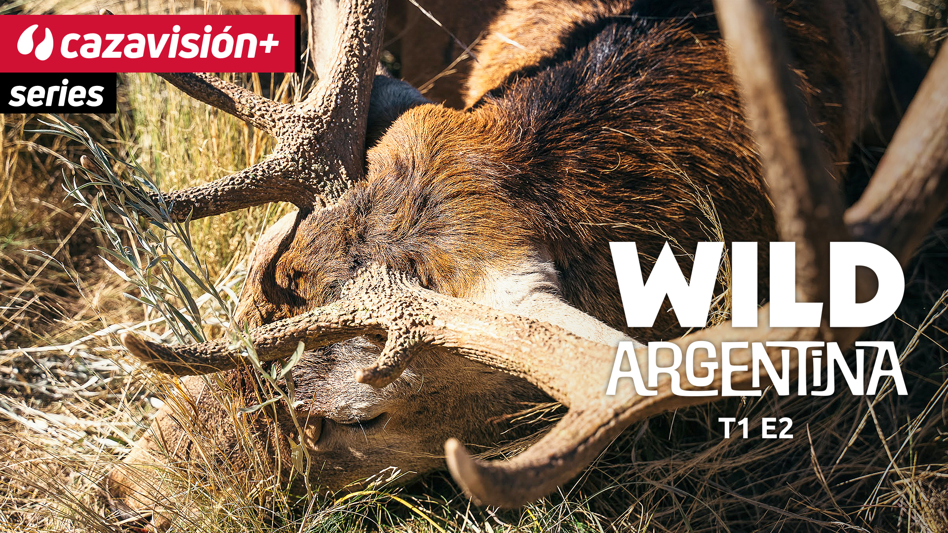 Tras el venado argentino