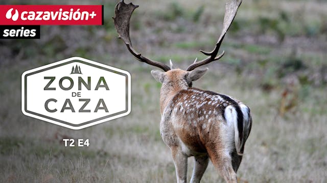 Zona de Caza: el gamo del Alentejo