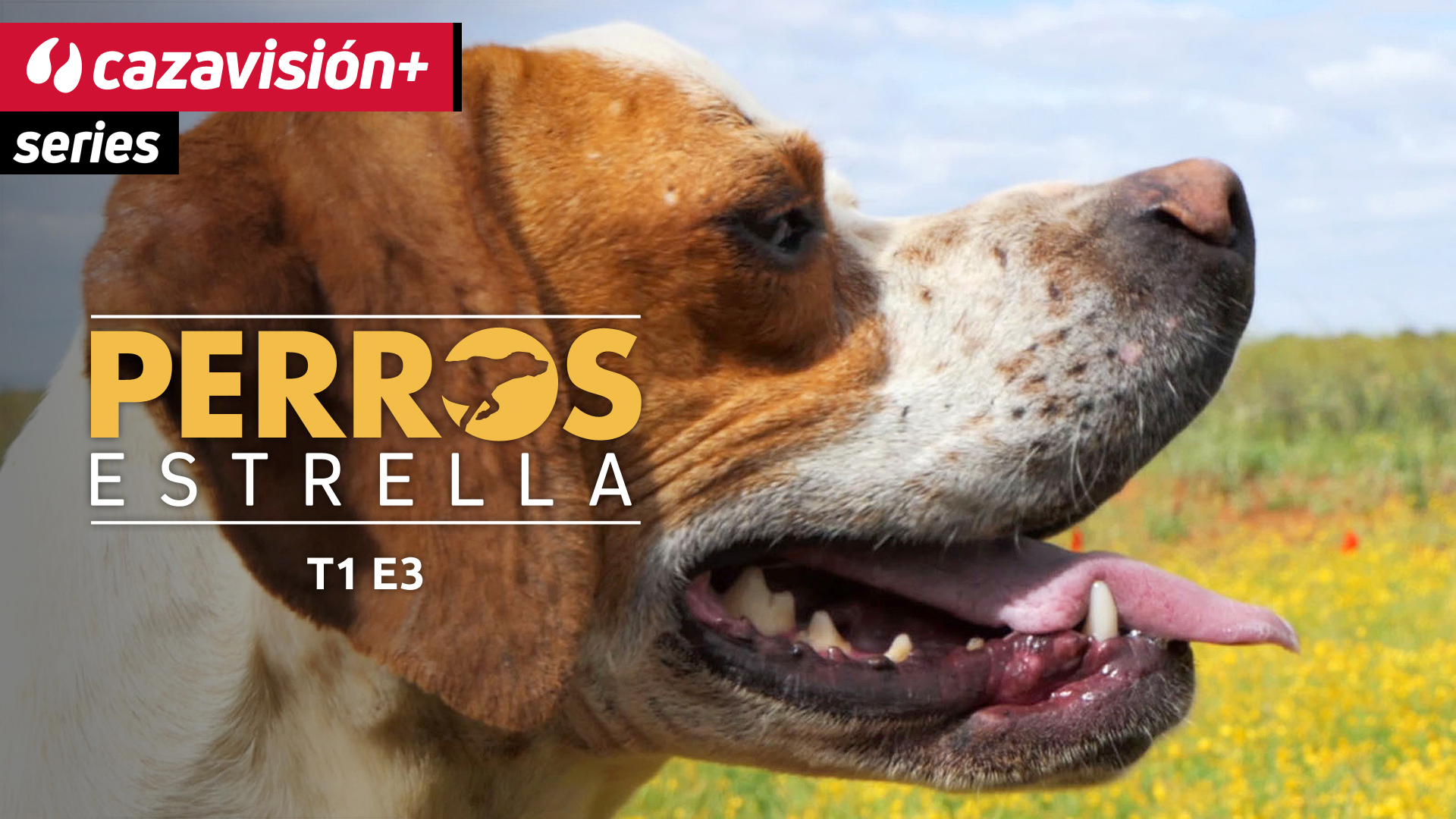 Pointers Kira y Yoli, infalibles en la llanura