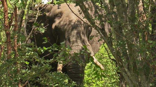 El colofón a un magnífico safari