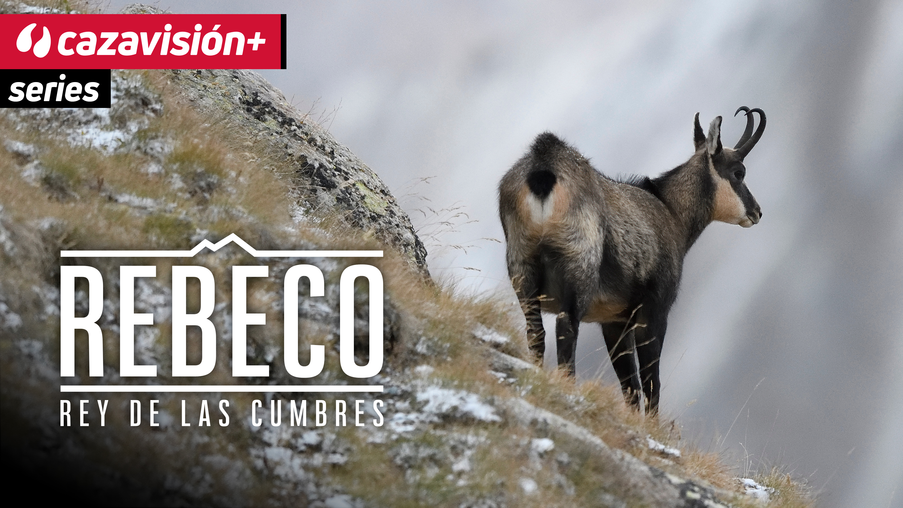 Rebeco, rey de las cumbres