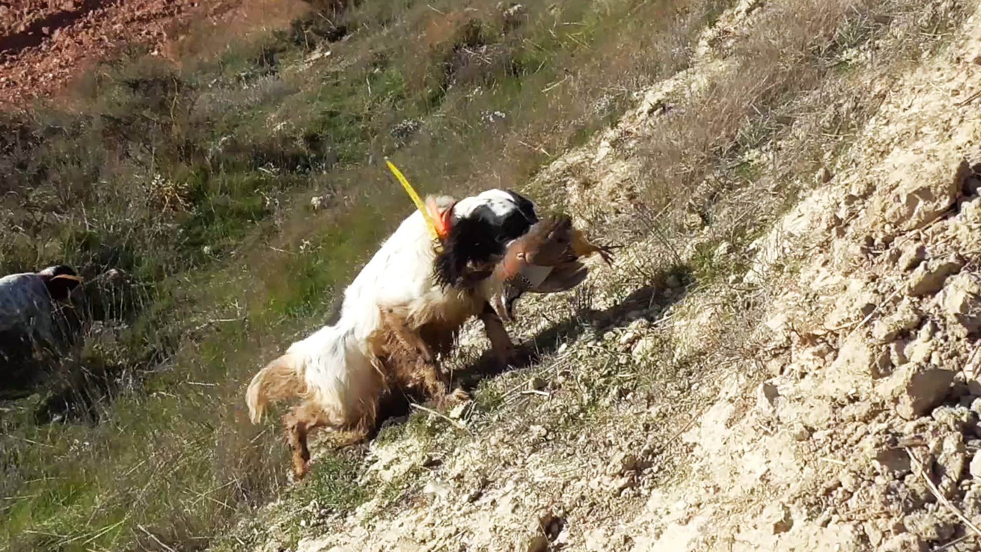 Perdices a muestra, la dificultad es el acicate