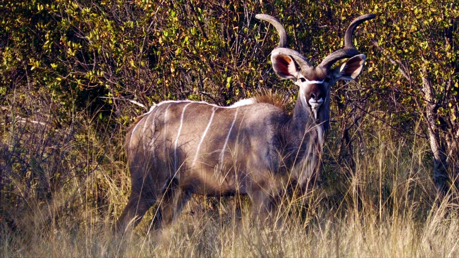 Del África recóndita al África civilizada. Producción de trofeos y carne natural