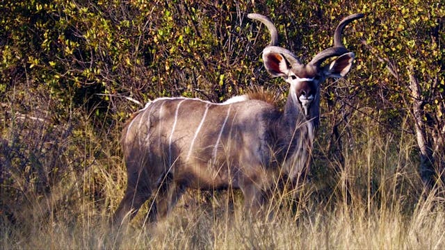 Del África recóndita al África civili...