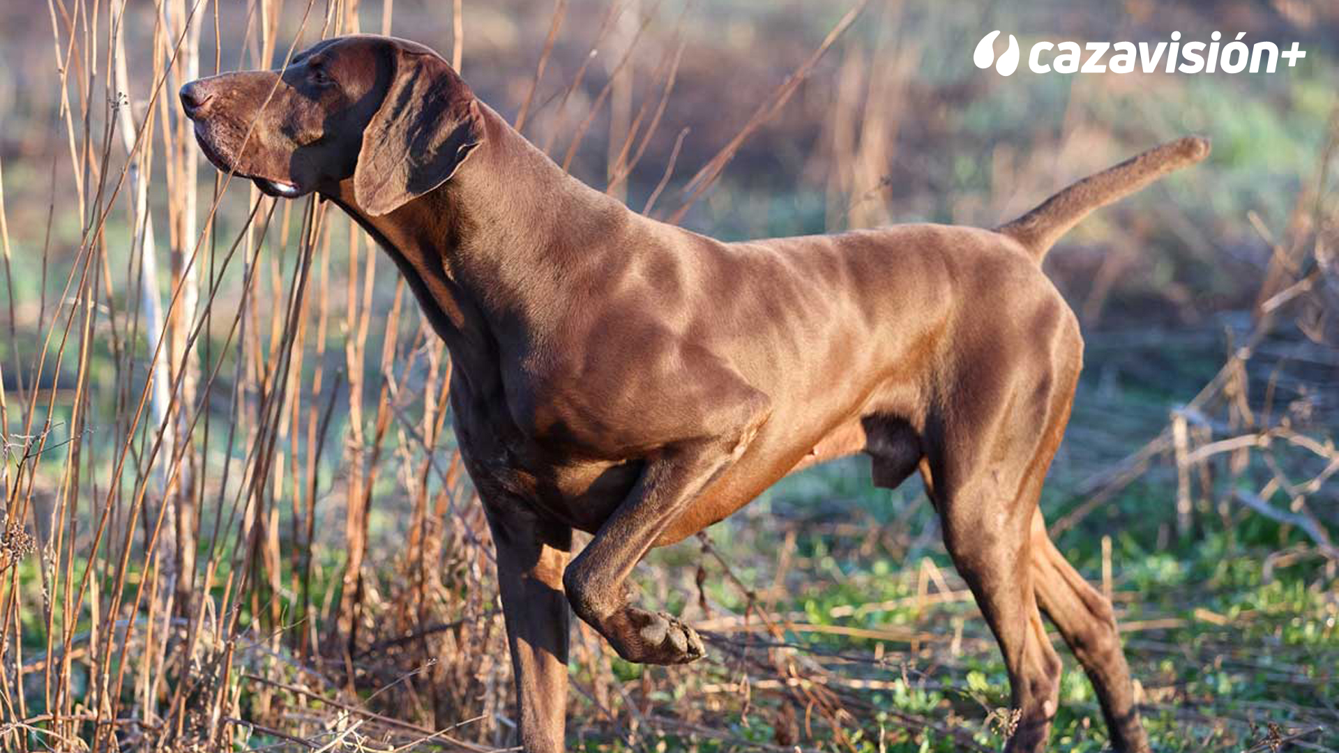 Razas continentales y británicas: Braco Alemán
