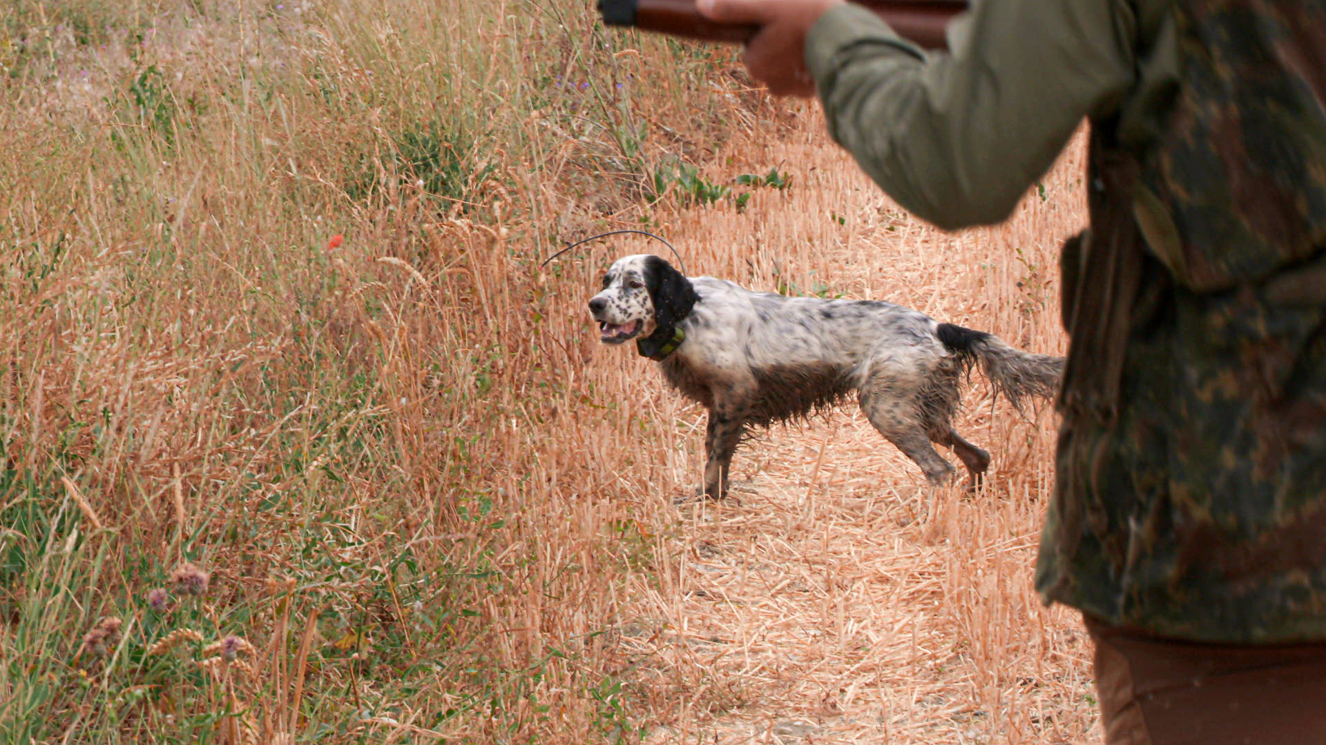 La difícil caza de la codorniz