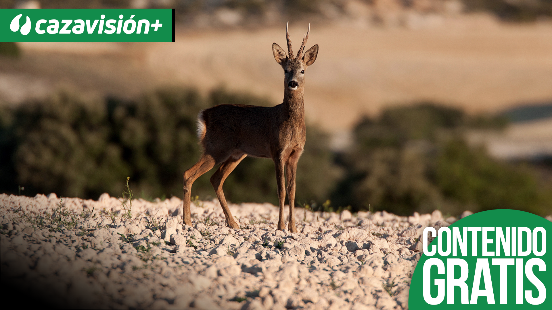 Tras el corzo aragonés