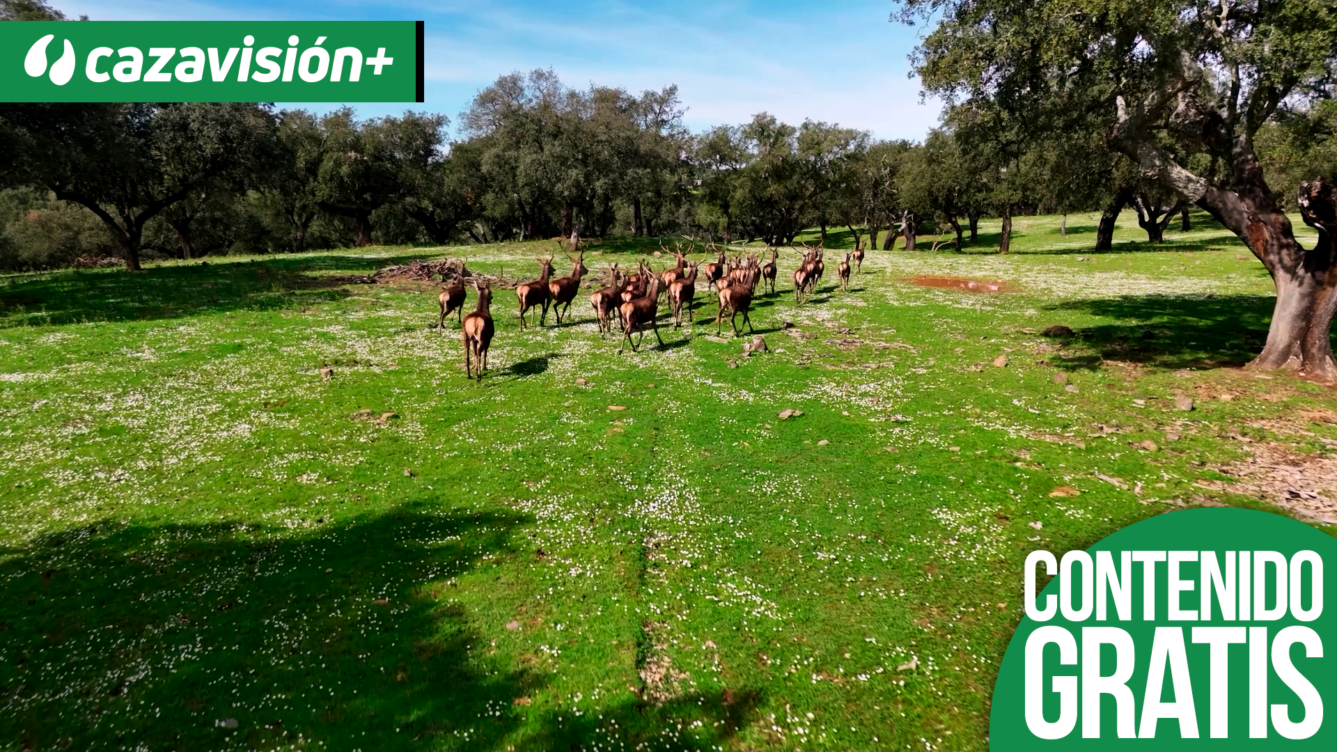 Montería de gamos en el Alentejo