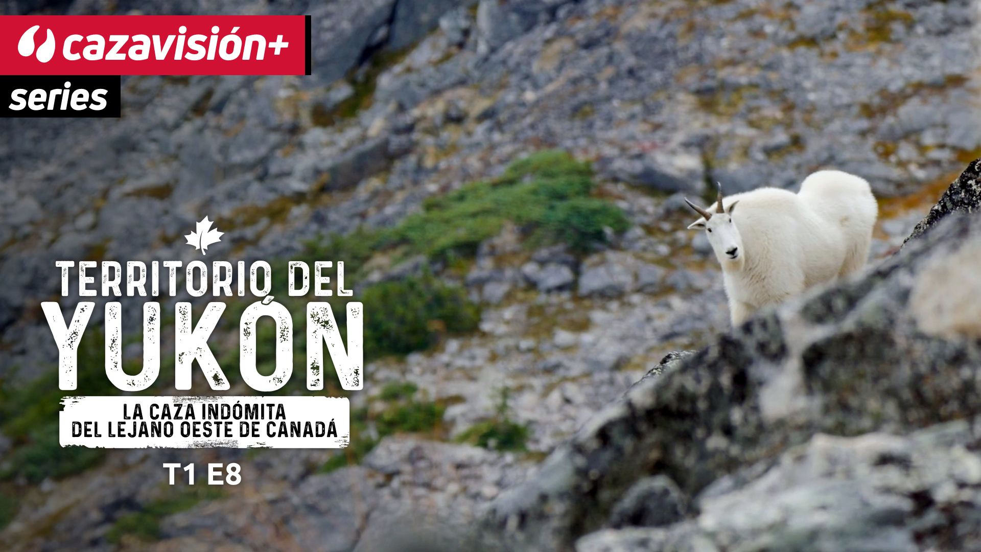 Tras la huella de la cabra blanca