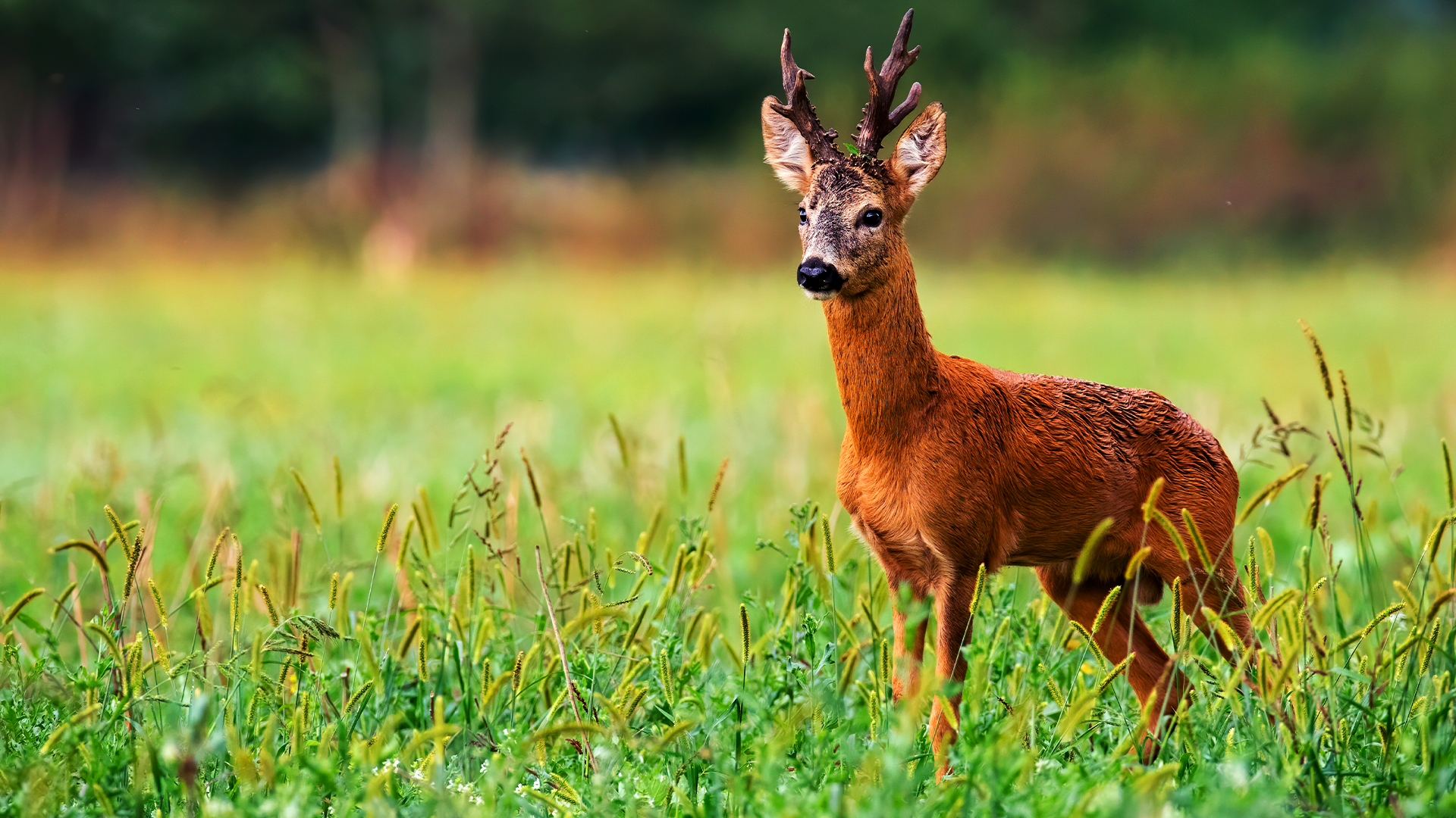 Corzos. Preservar la calidad del trofeo
