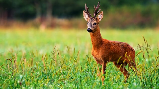 Corzos. Preservar la calidad del trofeo