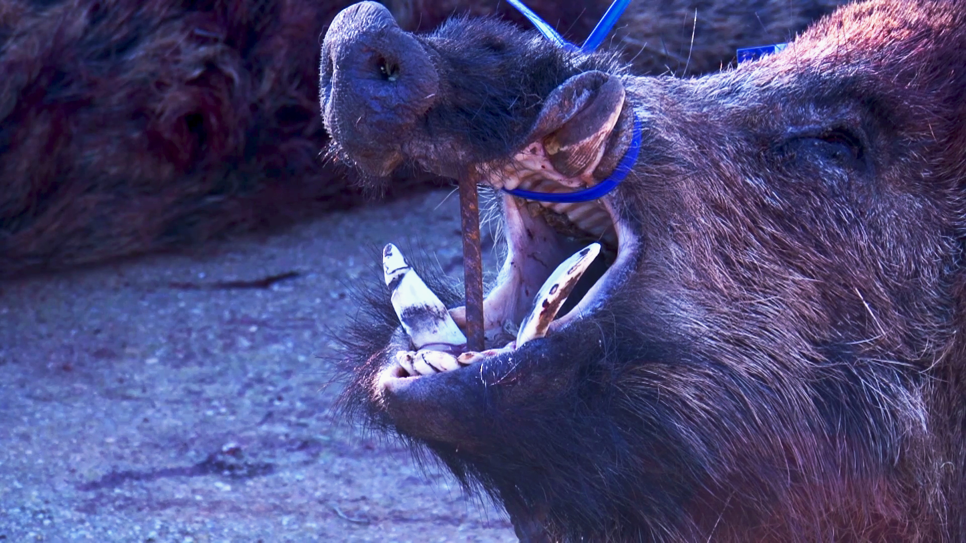 Pasión montera por el jabalí