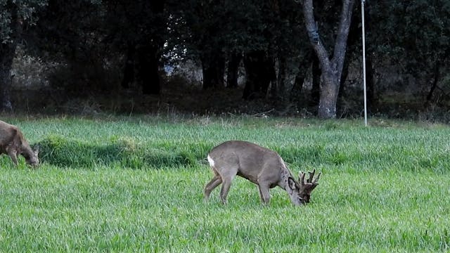 Un monstruo tras la lente: Corzo peluca