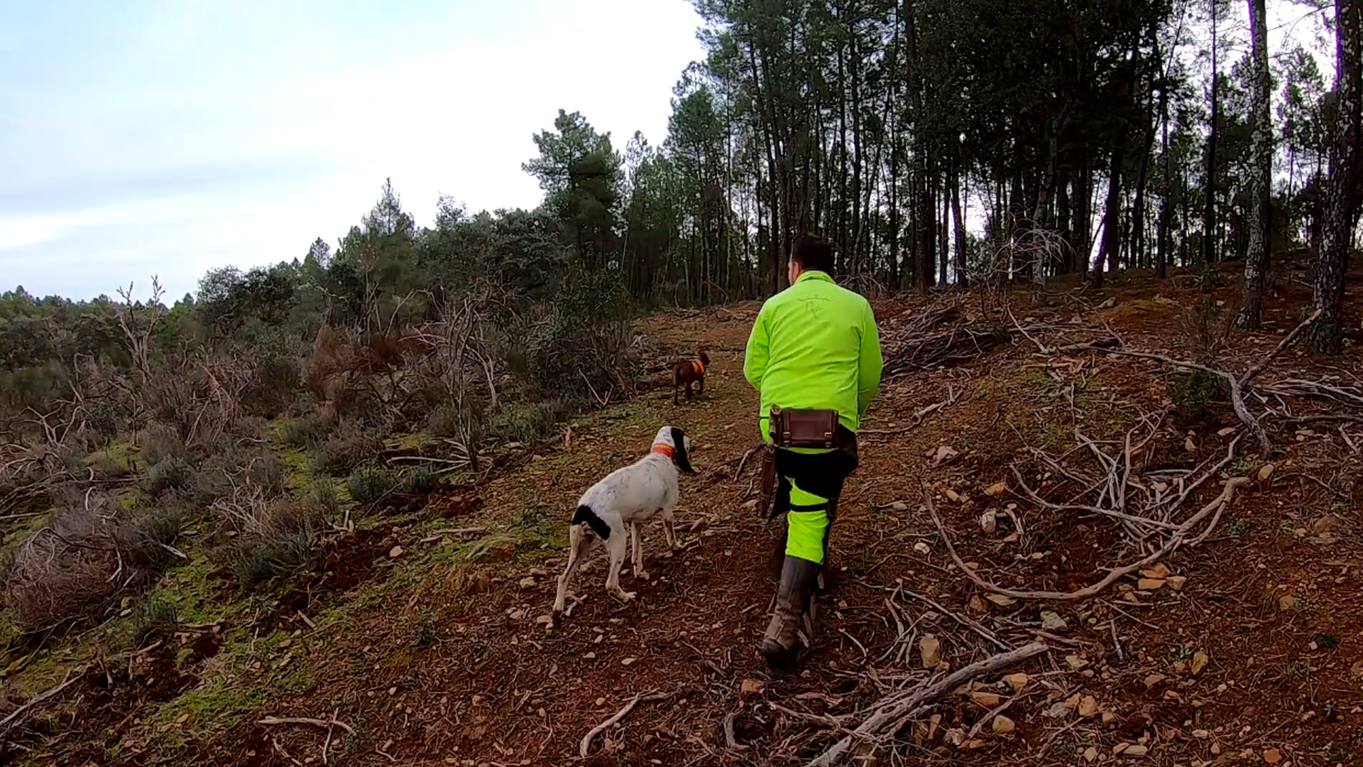 Jabalíes en la Sierra de Gata