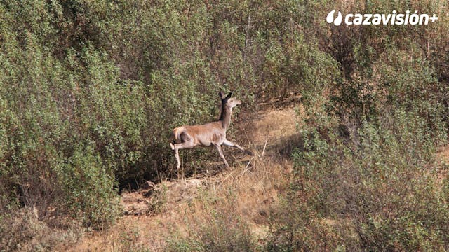 Montería de reses en La Ribera