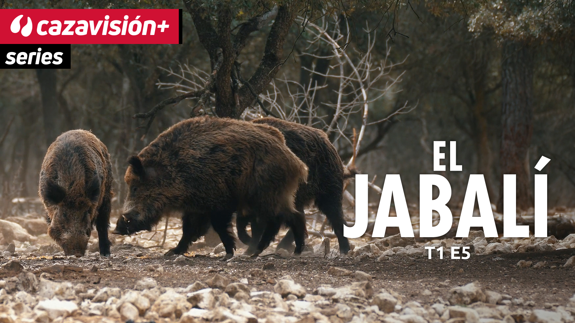 La caza histórica del jabalí