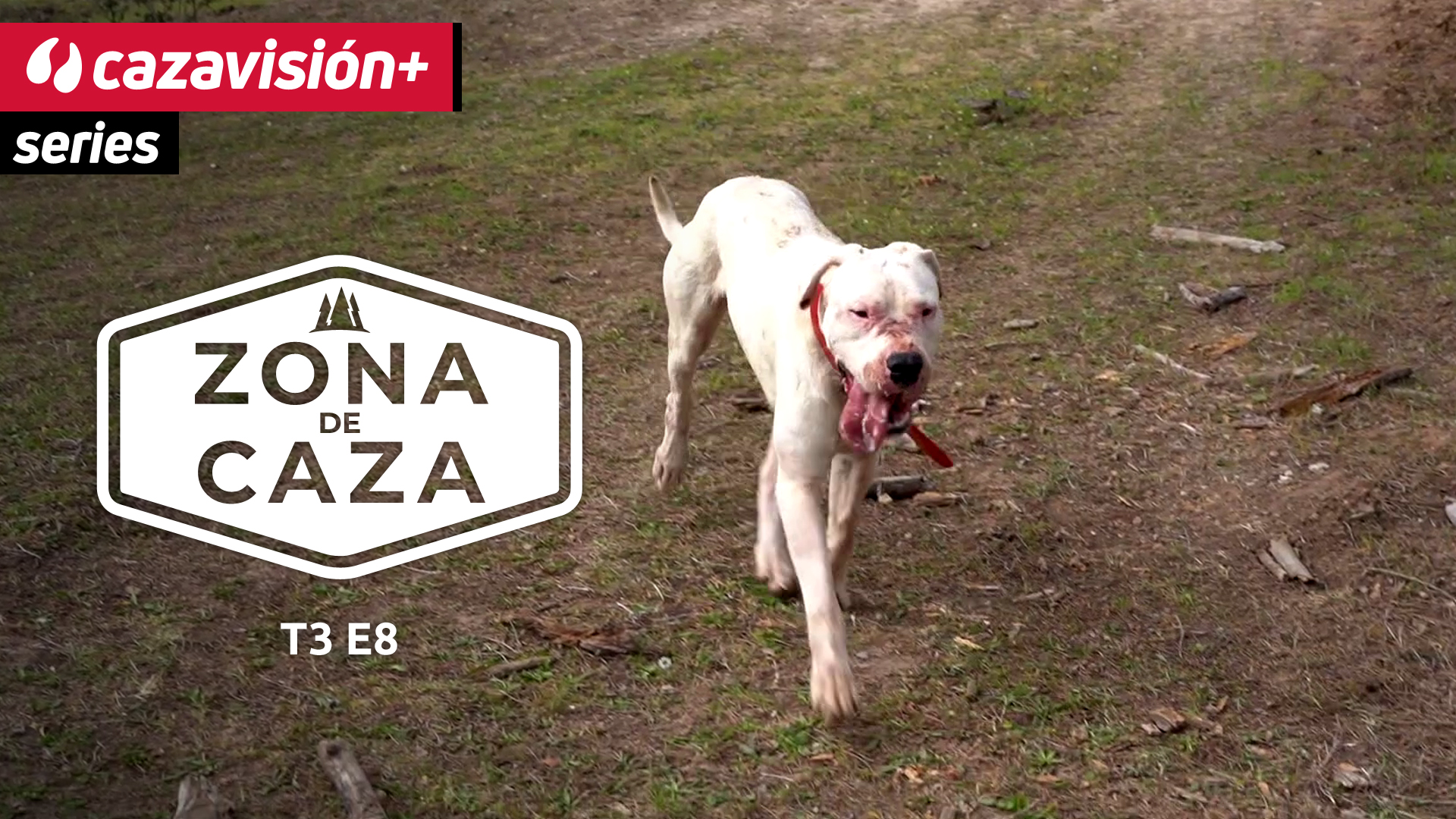 Final de temporada con jabalíes