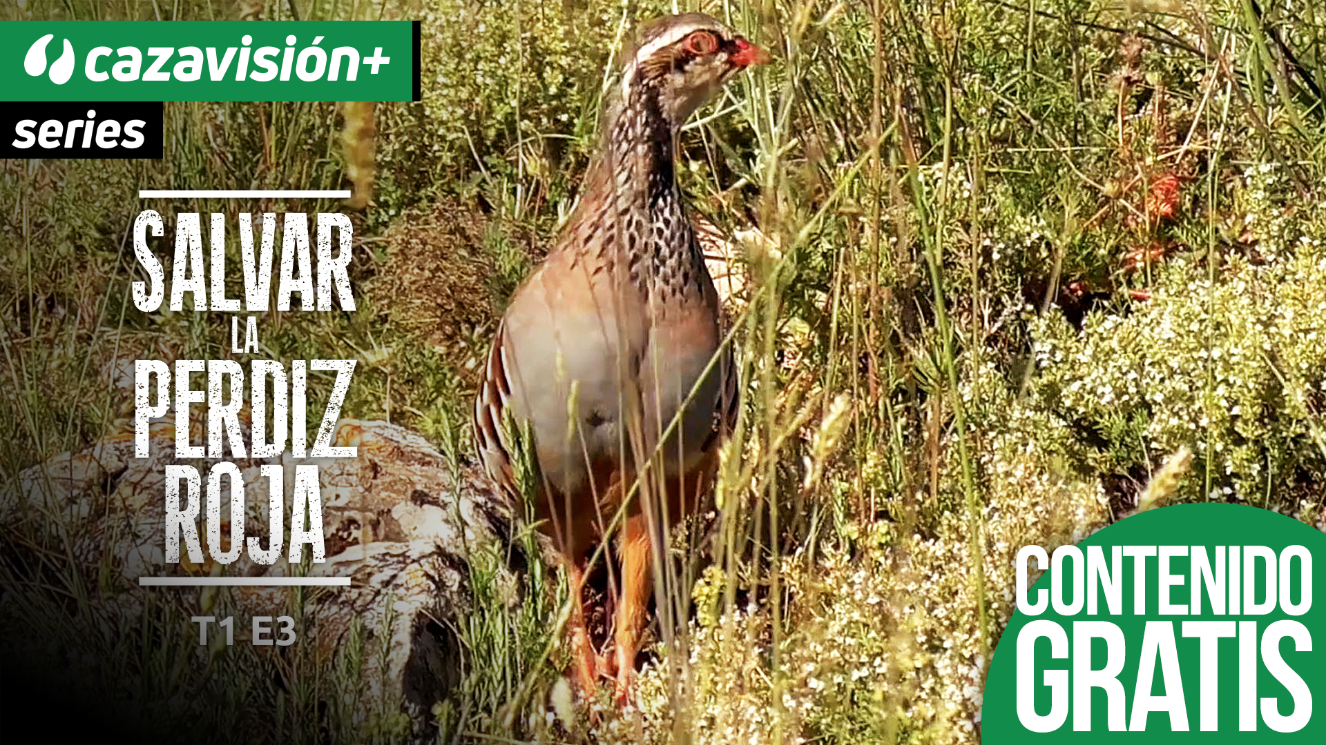 PROYECTO: Salvar la perdiz roja. Supervivencia en el campo