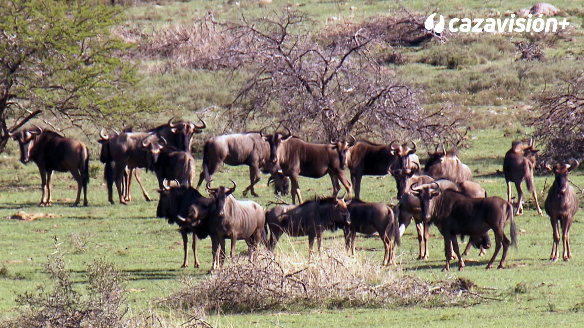 Caza Internacional: Sudáfrica