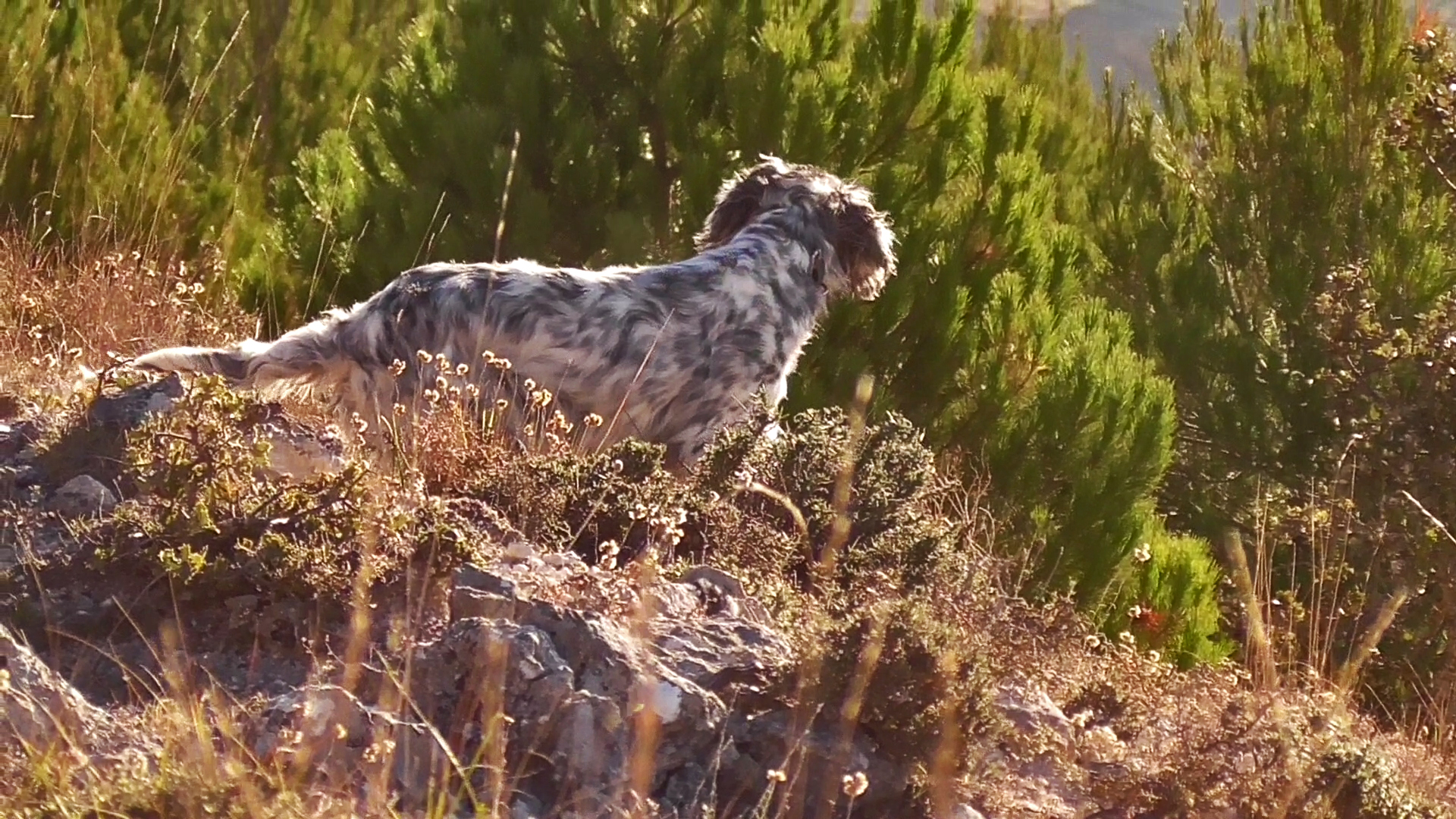 Cuadrillas en mano tras las perdices