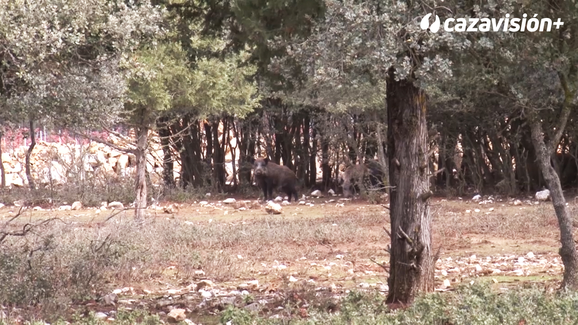 Monteando jabalíes en La Planta