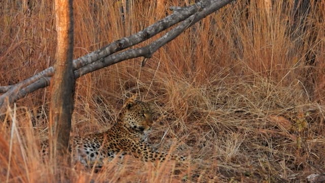Safari en Makuti II