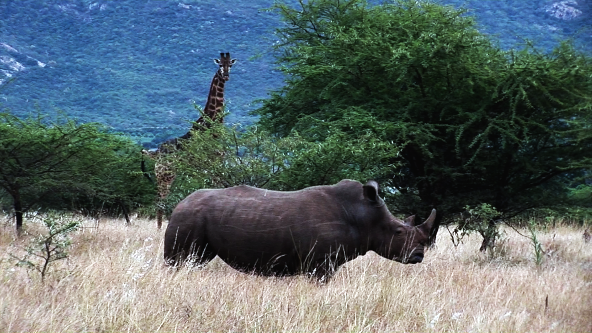 Del África recóndita al África civilizada. Safaris en campamentos de lujo